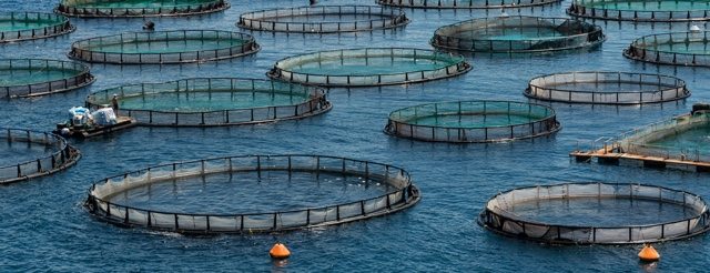 Marine aquaculture has skyrocketed, with an average worldwide annual growth rate of 8.3%.