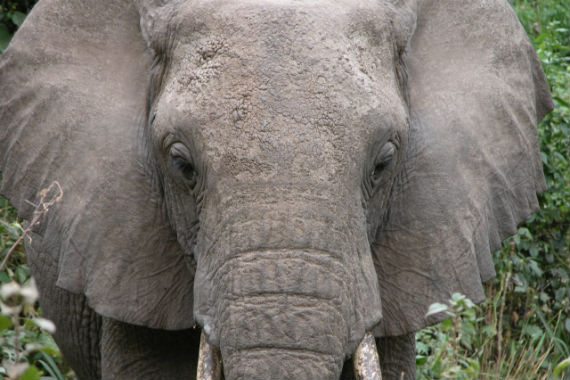 2-column-elephant